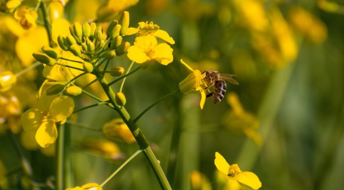Adipo Plus Kullanırken Nelere Dikkat Edilmeli? adipoturkiye3