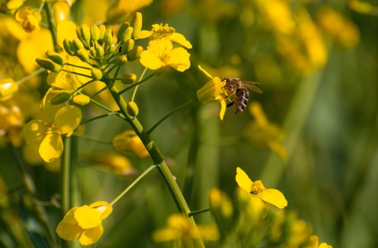 Adipo Plus Kullanırken Nelere Dikkat Edilmeli? adipoturkiye3