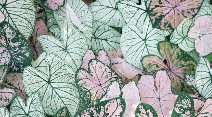 Tüplü Kırlangıç Otu Fidanı, Yerli Üretim ve Süper Negin Organik Safran: Doğadan Gelen Değerlerin Gücü ervabotanik6